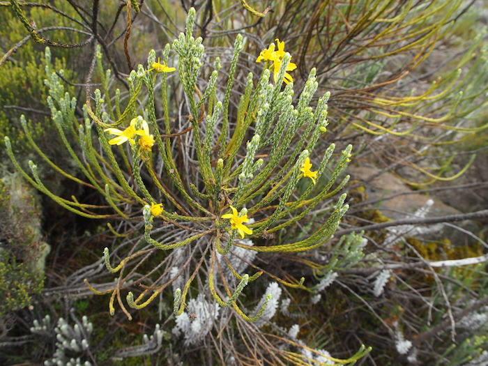 高山植物には黄色い花が多い