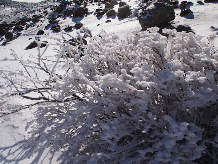 雪で草木が珊瑚のように