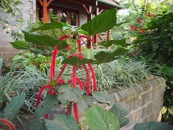 庭にあった不思議な花。赤い部分は毛虫のようにモサモサしている